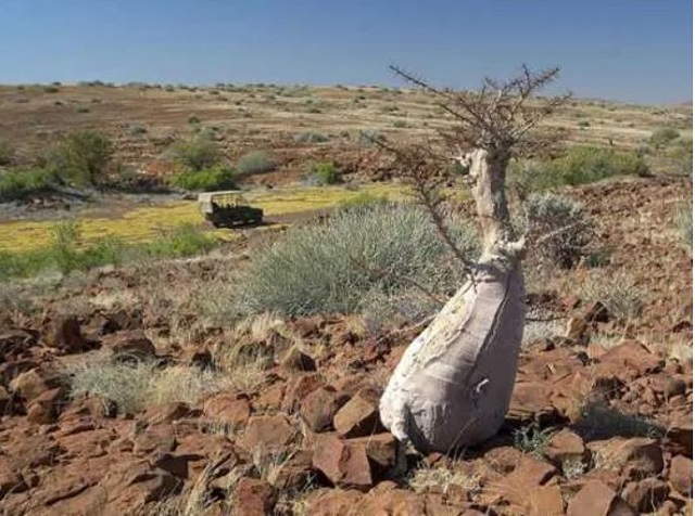 Tránh nhưng cây có hình dạng kỳ dị Tránh nhưng cây có hình dạng kỳ dị