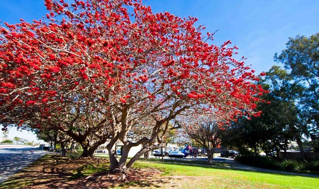 Cây gạo Cây gạo