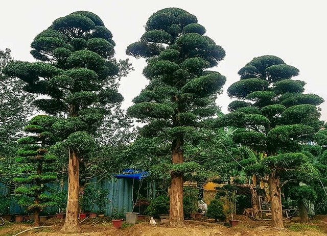 Cây tùng Cây tùng