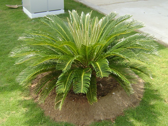 Cây vạn tuế Cây vạn tuế