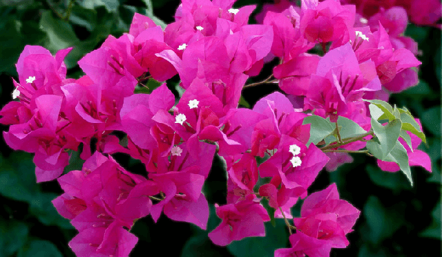 Hoa Giấy Hoa Giấy