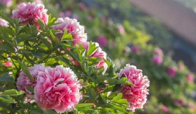 Hoa mẫu đơn Hoa mẫu đơn