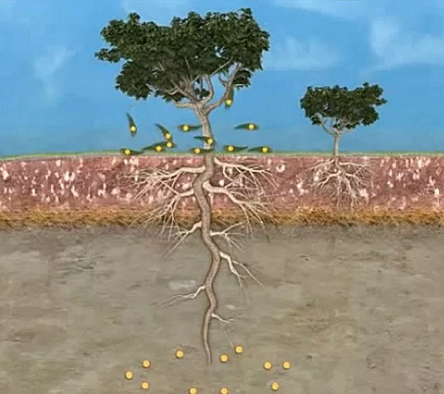 Không trồng các cây rễ thẳng Không trồng các cây rễ thẳng