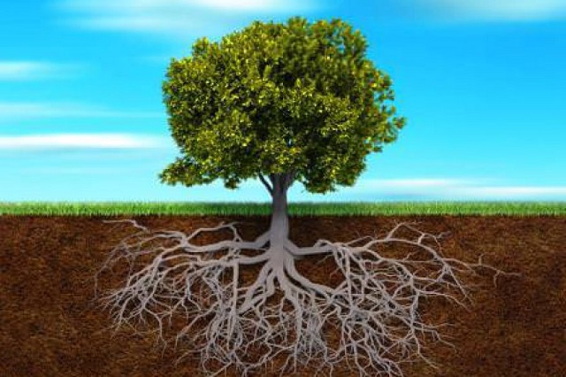 Không trồng các loại cây quá lớn, dễ ăn sâu Không trồng các loại cây quá lớn, dễ ăn sâu