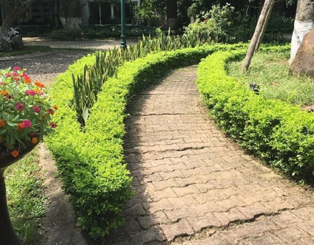 Cây Chuỗi Ngọc Cây Chuỗi Ngọc