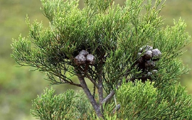 Cây Hoàng Đàn Cây Hoàng Đàn