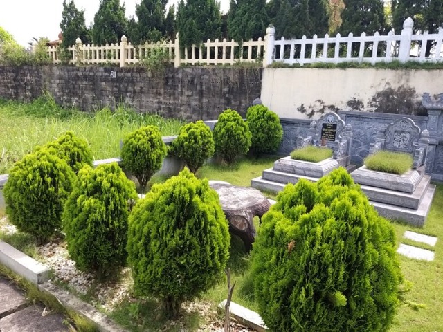 Cây Trắc Bách Diệp được lựa chọn nhiều trong việc làm hàng rào nghĩa trang Cây Trắc Bách Diệp được lựa chọn nhiều trong việc làm hàng rào nghĩa trang