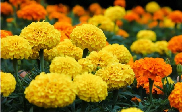 Hoa cúc vạn thọ Hoa cúc vạn thọ